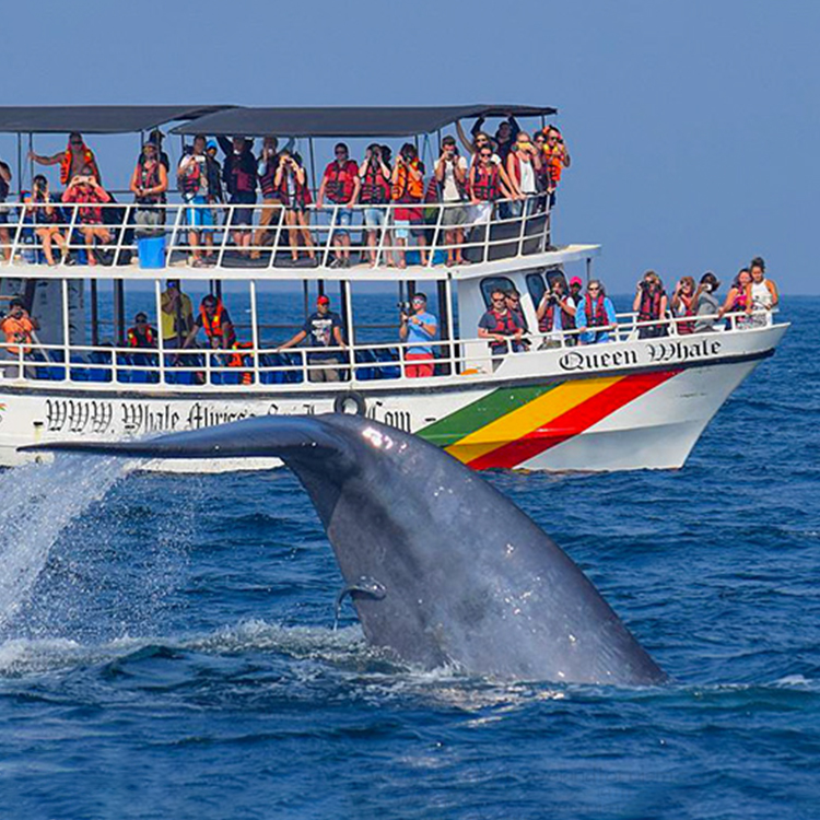 whale watching