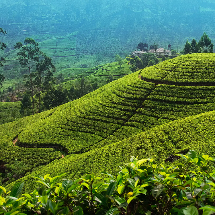 tea plantation